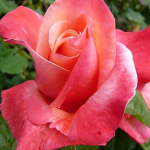 Rosa  Silver Jubilee - różowy  - róża wielkokwiatowa - Hybrid Tea